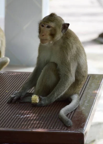 Vetores de Macaco Dos Desenhos Animados E Macaco Bonito e mais imagens de  Banana - Banana, Comportamento, Fauna Silvestre - iStock