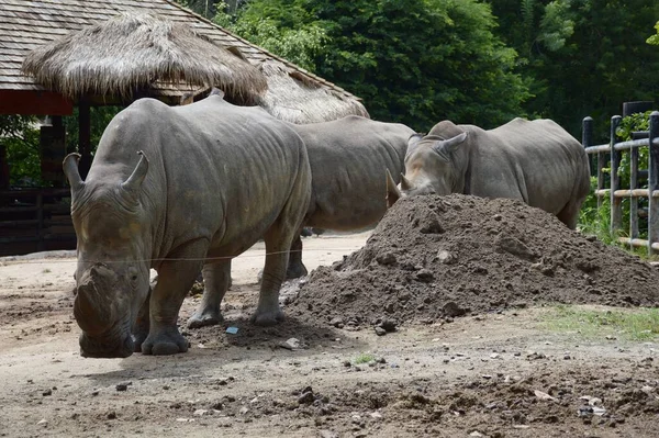 Large Group Rhinoceros Farm — Stockfoto