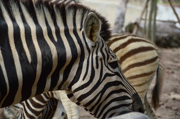 Närbild Zebra — Stockfoto