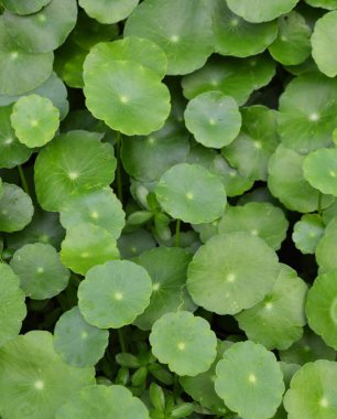 Water Pennywort plant in nature garden