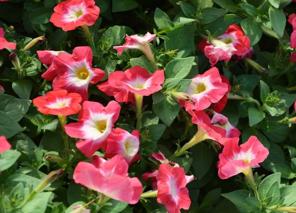 Hermosas Flores Petunia Jardín — Foto de Stock