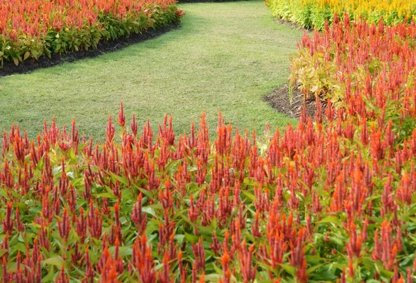 Krásná Červená Zelená Tráva Zahradě — Stock fotografie
