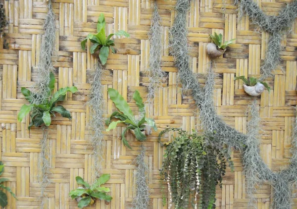 Bela Planta Parede Bambu — Fotografia de Stock