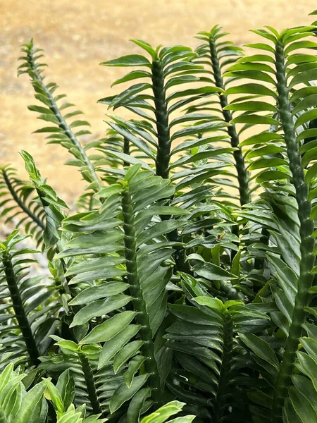 Πράσινα Φύλλα Σαρανταποδαρούσας Φυτού Ενός Φυτού Στον Κήπο — Φωτογραφία Αρχείου
