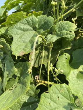 green leaves of a zucchini plant