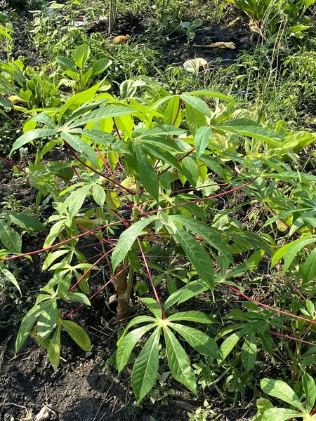 Grüne Blätter Einer Maniok Pflanze Garten — Stockfoto