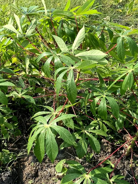Grüne Blätter Einer Maniok Pflanze Garten — Stockfoto