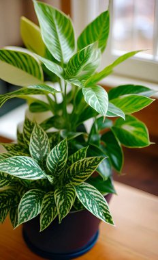 Güzel botanik fotoğrafı, doğal duvar kağıdı.