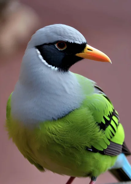 Zblízka Ptáka — Stock fotografie