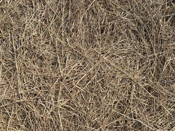 Droge Gras Textuur Achtergrond — Stockfoto