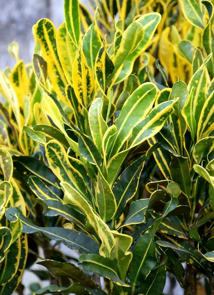 Green Leaves Croton Plant Garden — Stockfoto