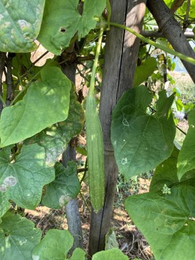 green leaves of a zucchini plant
