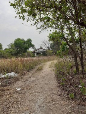 Ağacı ve yolu olan güzel bir manzara.