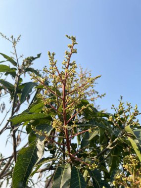 Doğa bahçesinde mango çiçeği