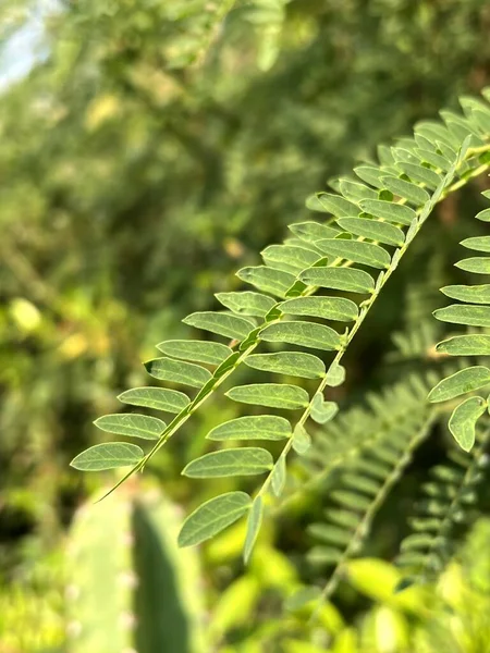 森の中にあるロイセナ グラウカの緑の葉 — ストック写真