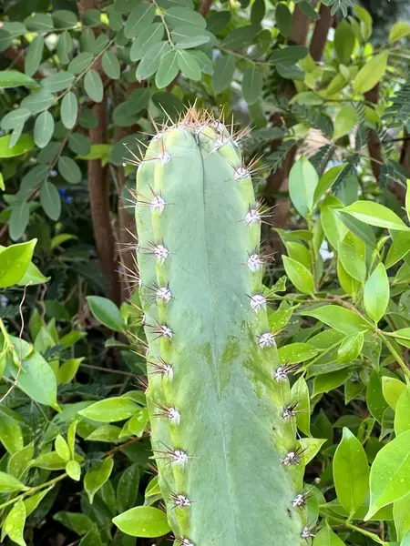 Egy Kaktusznövény Közelsége — Stock Fotó