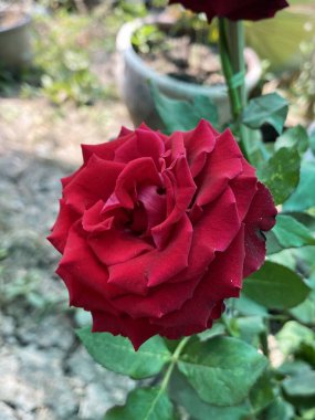 Bahçede güzel kırmızı güller