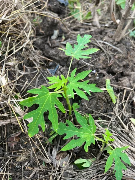 stock image green papaya leaves in the forest