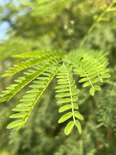 Leucaena Glauca 나뭇잎 — 스톡 사진