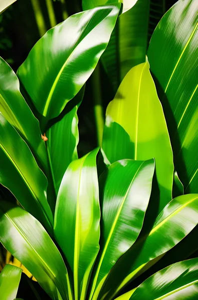 bir bitkinin yeşil yaprakları