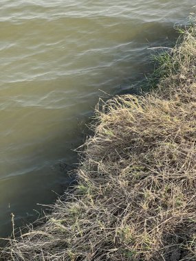 Ormandaki nehrin güzel manzarası