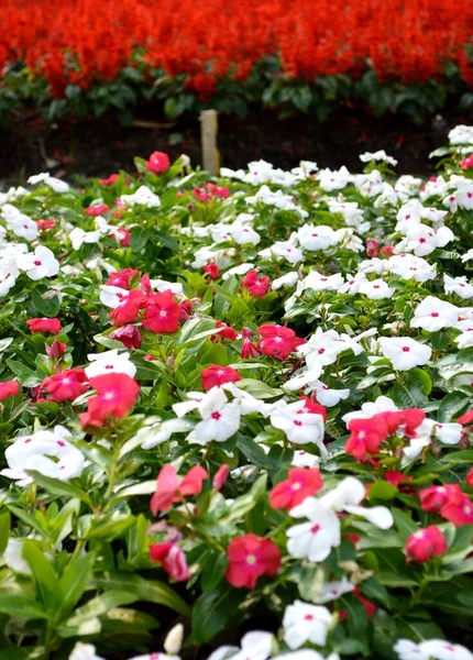 Beautiful Vinca Flowers Garden — Stock Photo, Image