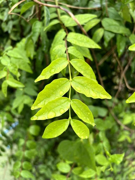 Nahaufnahme Von Grünen Blättern Der Wrightia Religiosa Baum — Stockfoto