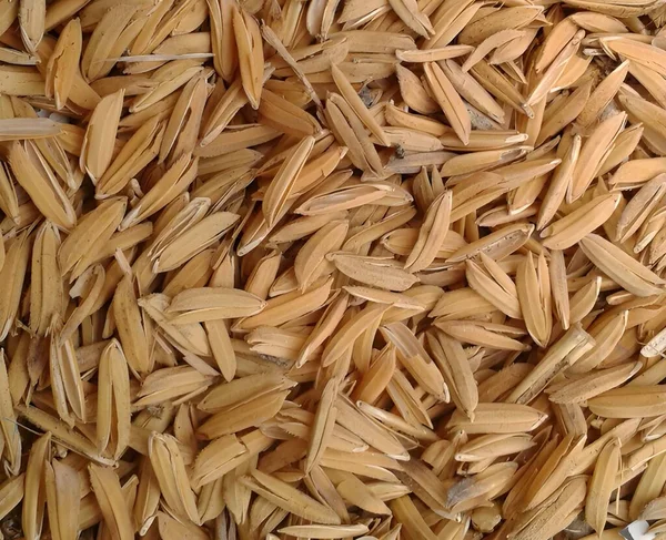 Pirinç Tarlası Dokusu Arka Planı — Stok fotoğraf