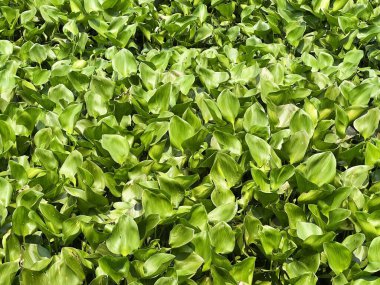yeşil eichhornia crassipes veya su sümbülü yaprakları arka planda, kapatın