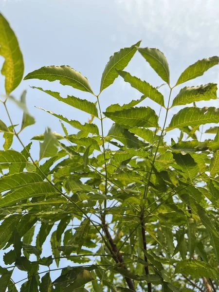 Πράσινα Φύλλα Δέντρου Neem Στον Κήπο — Φωτογραφία Αρχείου