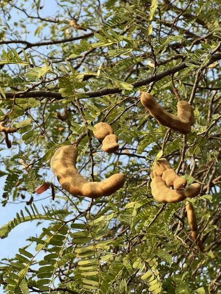 Zbliżenie Grupy Owoców Tamaryndowca — Zdjęcie stockowe