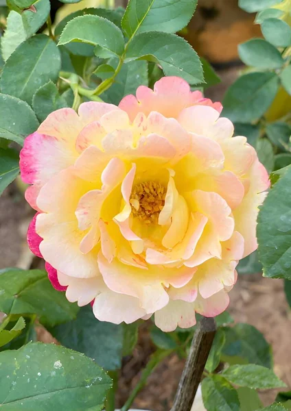 Bellissime Rose Rosa Giardino — Foto Stock