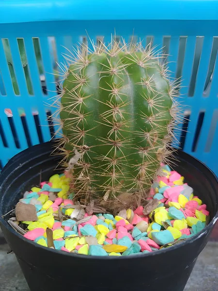 Cerrar Cactus Una Olla — Foto de Stock