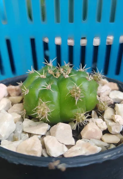 Nahaufnahme Schöner Grüner Kaktus — Stockfoto