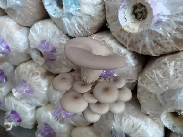 Perto Cogumelos Frescos — Fotografia de Stock