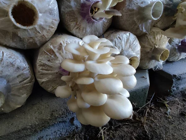 Nahaufnahme Eines Weißen Pilzes — Stockfoto