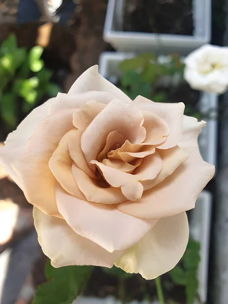 Różany Kwiat Ogrodzie Natury — Zdjęcie stockowe