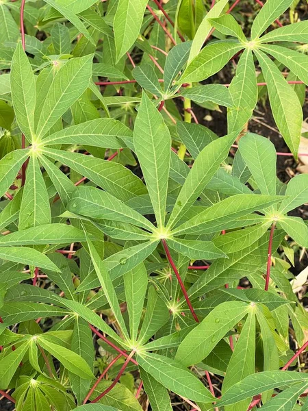Green Leaves Cassava Plant Garden — Fotografia de Stock