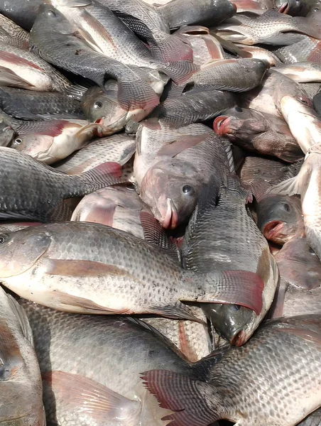 Tilapia Pesce Mercato — Foto Stock