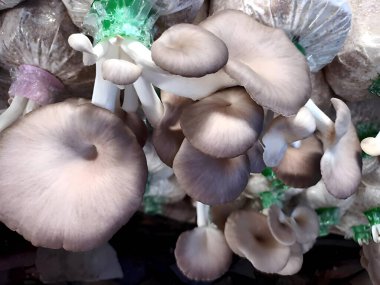 Beyaz arka planda taze mantarlar