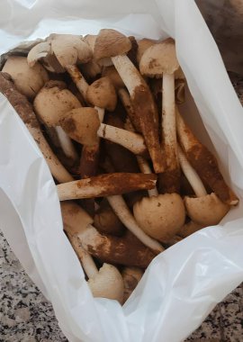 Taze çiğ mantarları beyaz bir tabakta kapayın.