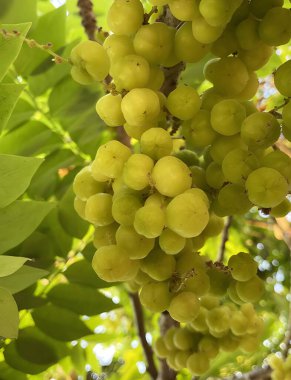 Yıldız üzümlü meyve, doğa bahçesinde.