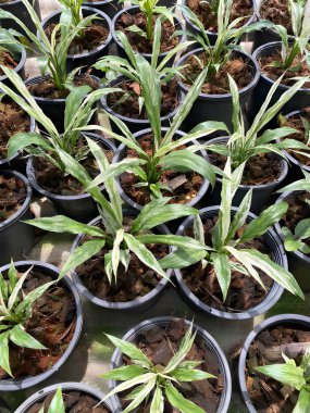 Bahçedeki yeşil bitkiler