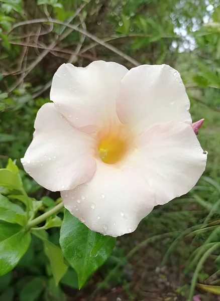 Piękny Biały Kwiat Allamanda Cathartica Ogrodzie — Zdjęcie stockowe