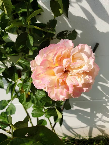 Flor Rosa Blanca Jardín —  Fotos de Stock