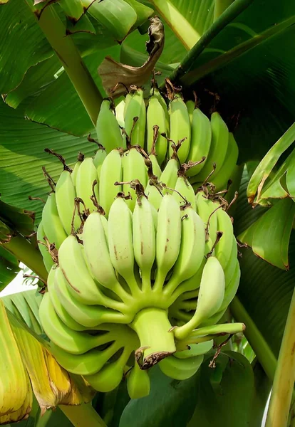 Plátano Con Hojas Verdes — Foto de Stock