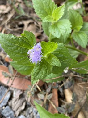 Ageratum conyzoides flower in nature garden