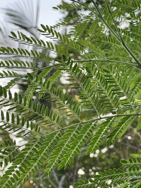 Folhas Verdes Uma Árvore Leucaena Glauca Floresta — Fotografia de Stock