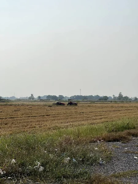 タイの田んぼ畑 — ストック写真