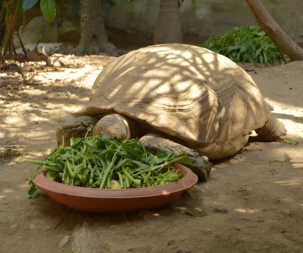 园中的乌龟 — 图库照片